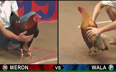 Experience in raising fighting chickens effectively in competition